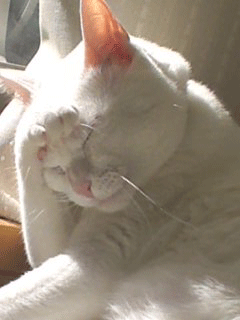 tamaco2.gif